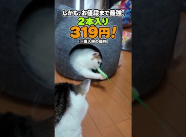 道端のアレにそっくり！我が家の最強ねこじゃらし🐾
