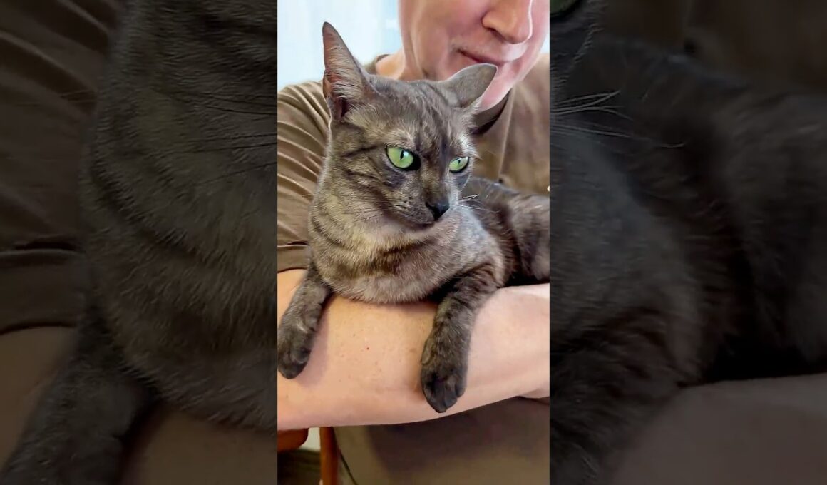 【パパとすす2023年後編】３年前のすすとパパのほのぼの動画集です❤️#egyptianmaucat #エジプシャンマウ #パパ大好き猫 #shorts #cat #ねこ動画