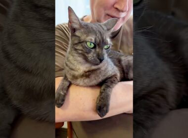 【パパとすす2023年後編】３年前のすすとパパのほのぼの動画集です❤️#egyptianmaucat #エジプシャンマウ #パパ大好き猫 #shorts #cat #ねこ動画