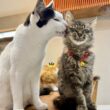 同居猫に毛づくろいされる猫達　みんなの「本当に嬉しそうな顔」に幸せになる | LIMO | くらしとお金の経済メディア