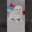 ラグドールを抱っこしたら最後です
