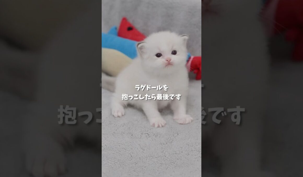 ラグドールを抱っこしたら最後です