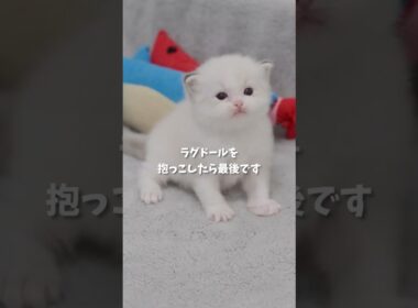 ラグドールを抱っこしたら最後です