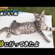 巨大結腸症療養中の保護子猫の再診に行ってきたよ【保護猫ボランティア・食堂裏のキリ編２１】／ #猫 #保護猫 #子猫