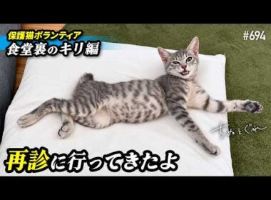 巨大結腸症療養中の保護子猫の再診に行ってきたよ【保護猫ボランティア・食堂裏のキリ編２１】／ #猫 #保護猫 #子猫