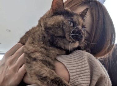 苦しむ愛猫に「ごめんね。安楽死を選べなかったの」　ペットの最期をどう迎えるか〈動物愛護週間〉 | AERA DIGITAL（アエラデジタル）