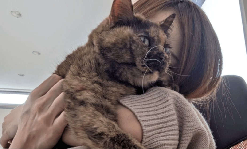 苦しむ愛猫に「ごめんね。安楽死を選べなかったの」　ペットの最期をどう迎えるか〈動物愛護週間〉 | AERA DIGITAL（アエラデジタル）