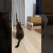 また兄猫リンクに追いかけられてたアレクサンドラ【スフィンクス】