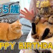 永遠の末っ子メルが５歳になりました！おめでとう！！