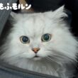 新しいキャリーで猫が出かける場所は…？ 【サイベリアン】