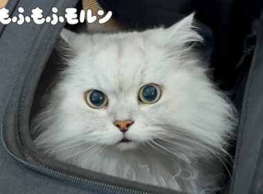 新しいキャリーで猫が出かける場所は…？ 【サイベリアン】