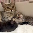 生後24日 苦渋の決断の翌日、母猫と子猫たちの様子 【かのこ日記】 The mother cat and her kittens the day after the tough decision