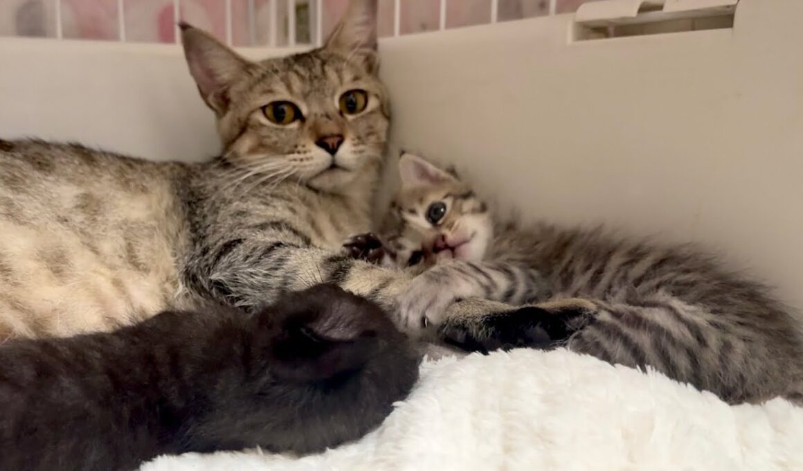 生後24日 苦渋の決断の翌日、母猫と子猫たちの様子 【かのこ日記】 The mother cat and her kittens the day after the tough decision