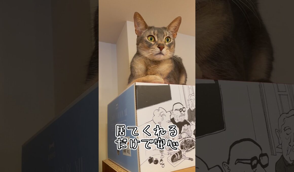 アビシニアンとは その80 高い場所が大好きな猫 #shorts #猫 #アビシニアン