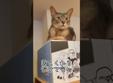 アビシニアンとは その80 高い場所が大好きな猫 #shorts #猫 #アビシニアン