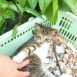 【 子猫　保護】隣人が猫を置き去りにして引っ越しました＋おまけコーナー