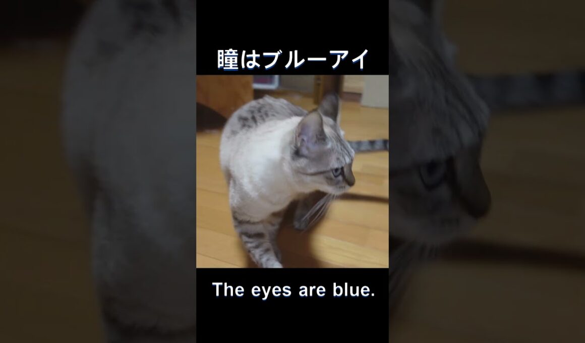 【シャムトラ】シャムトラ猫とは-What is a Siamese-tabby cat?-#保護猫　#シャムトラ　#猫かわいい