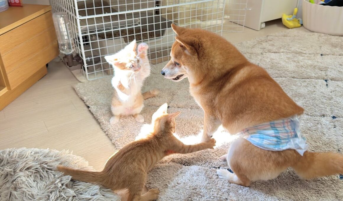 豆柴と子猫があるものを巡って繰り広げる小さな戦いが面白すぎました...