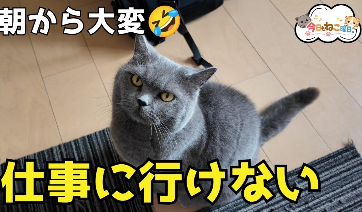 ブリティッシュショートヘアがいる朝、毎日こうなります😂