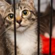 「妻が保護猫活動をして困っています」流産してしまってから半年、子供がほしい39歳夫が妻に抱く疑惑（山村 佳子） | FRaU