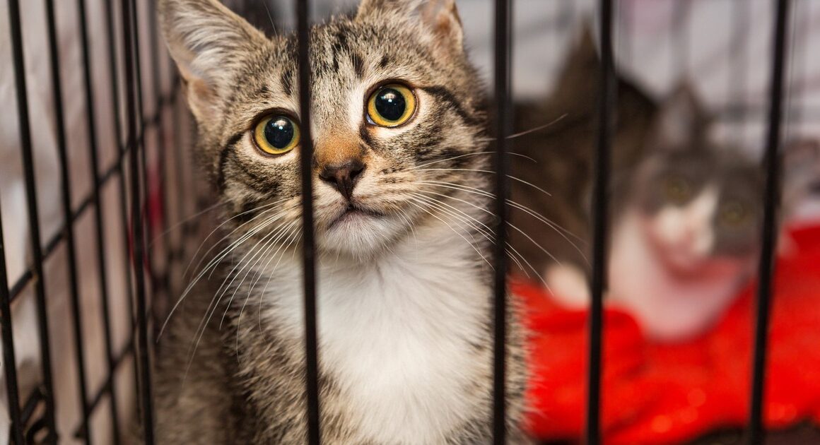 「妻が保護猫活動をして困っています」流産してしまってから半年、子供がほしい39歳夫が妻に抱く疑惑（山村 佳子） | FRaU