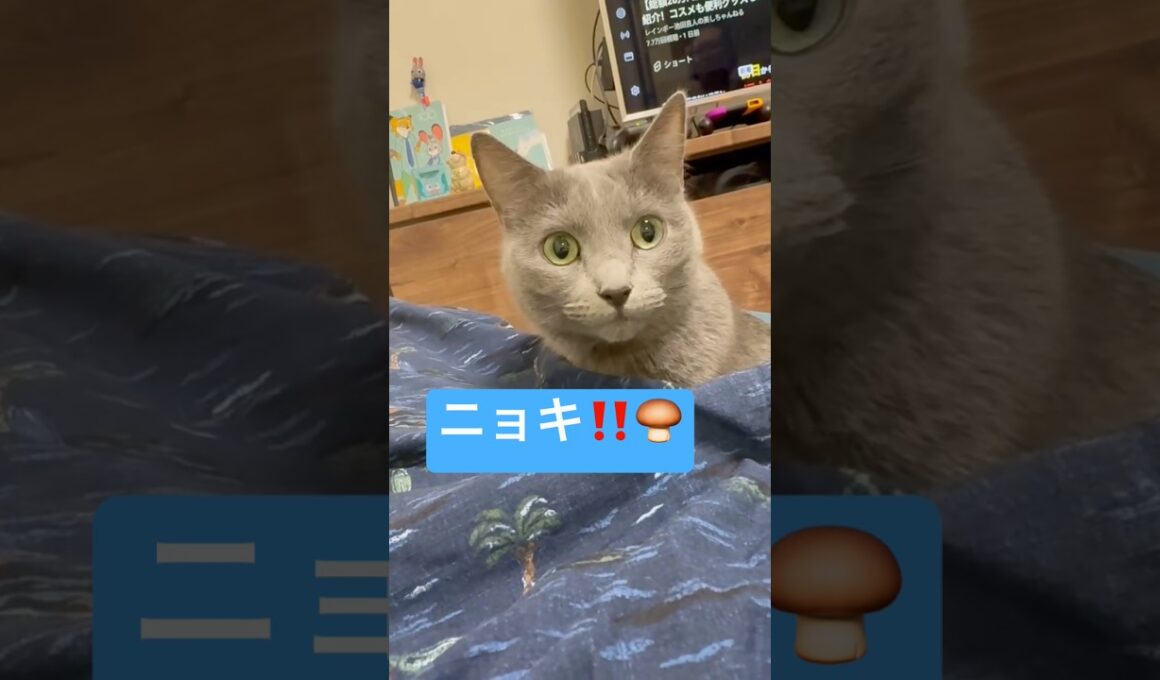 猫キノコです❤️お久しぶりです❤️ #猫 #ロシアンブルー #catshorts #shortsvideo