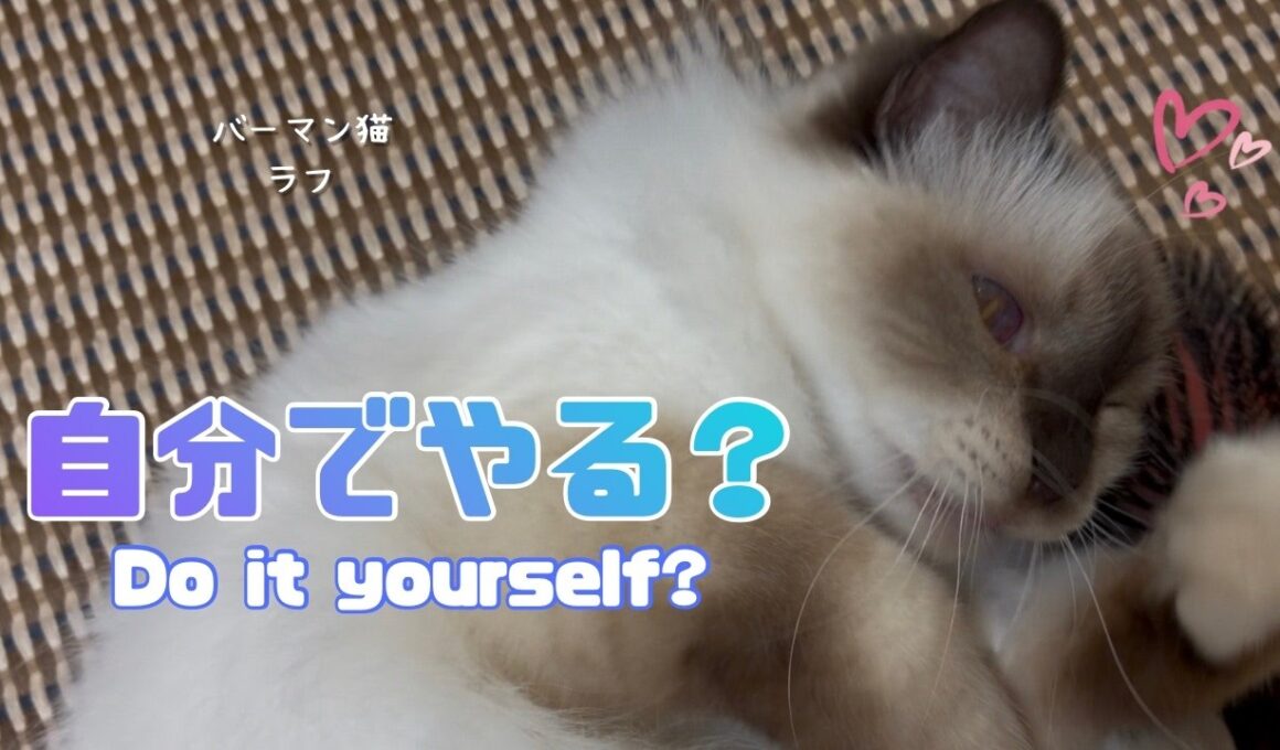 バーマン猫ラフ【自分でやる？】Do it yourself?（バーマン猫）Birman/Cat
