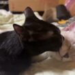 ここのところ、シャム雫を、やたら可愛がる黒猫くー