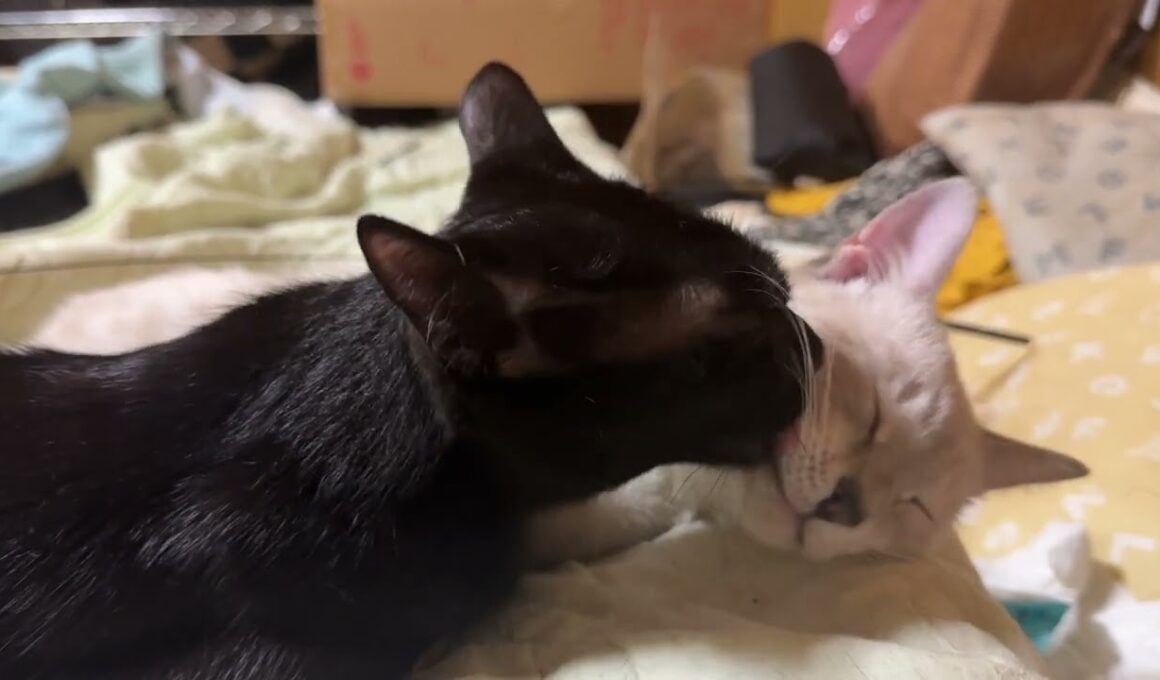 ここのところ、シャム雫を、やたら可愛がる黒猫くー