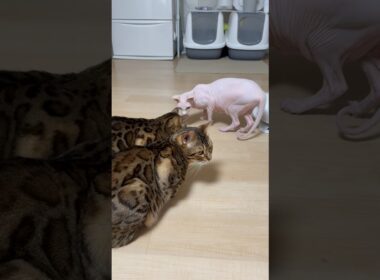 仲良くないベンガル兄姉と珍しく近くに居るアレクサンドラ【スフィンクス】