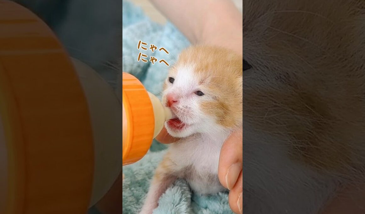 60歳以上は子猫を迎えちゃダメ？｜年齢だけでは決められない理由【保護猫生活】