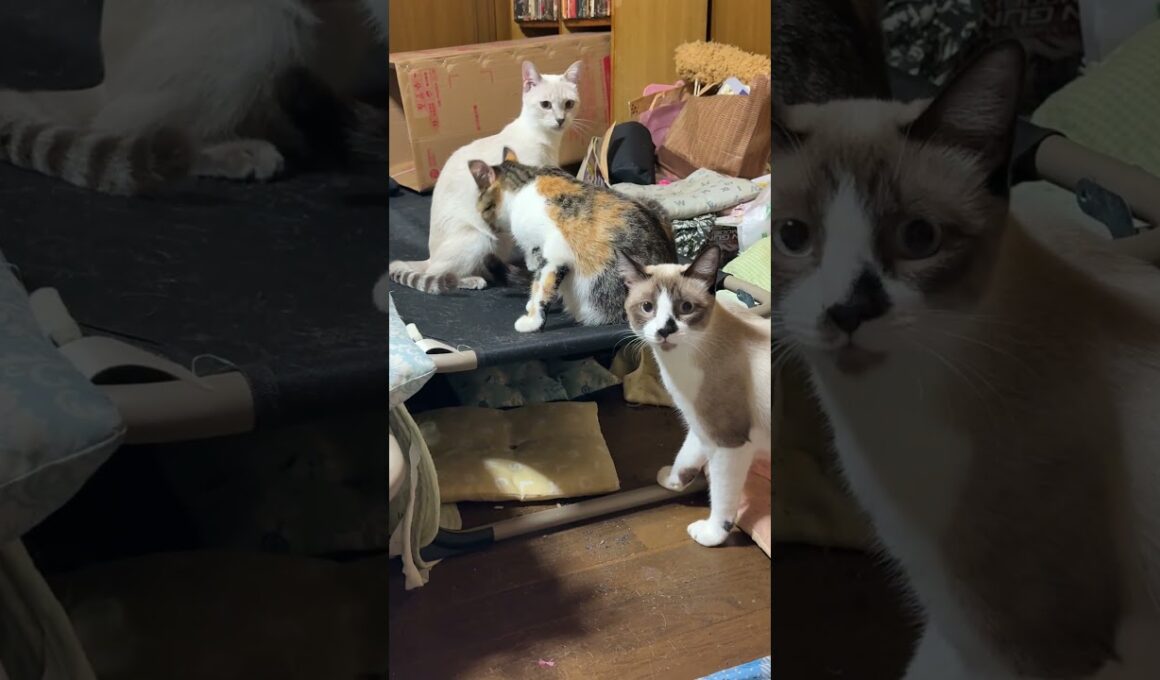 シャム雫ちゃん。三毛猫ミックスに甘えたいのか、じゃれたいのか。駄々っ子でした