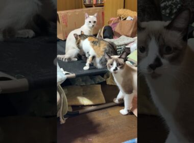 シャム雫ちゃん。三毛猫ミックスに甘えたいのか、じゃれたいのか。駄々っ子でした