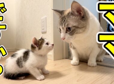 母猫の温もりを知らない子猫が先住猫と初対面