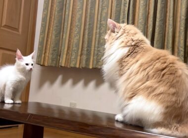 【勝負🔥】モグラ叩き対決する、仔猫と大猫wwwノルウェージャンフォレストキャット、メインクーン