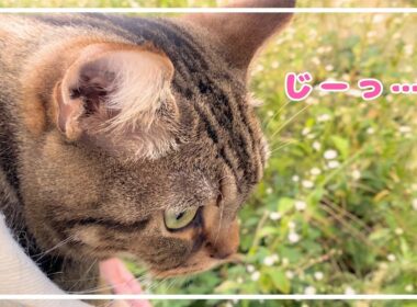 大物と遭遇したおさんぽ。【アメショ】#猫