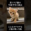 🐱甘ったれ茶トラ子猫、半年の成長   #cat #kitten #猫 #子猫 #ねこ #こねこ #保護猫  #shorts  #猫のいる暮らし