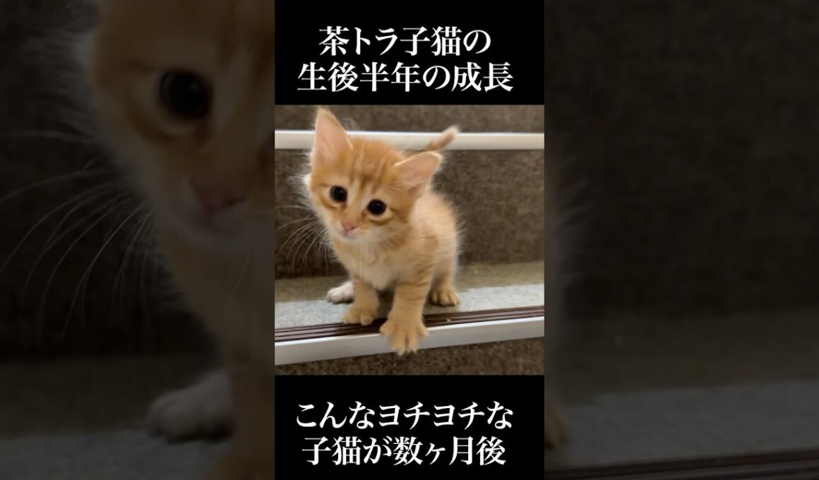 🐱甘ったれ茶トラ子猫、半年の成長   #cat #kitten #猫 #子猫 #ねこ #こねこ #保護猫  #shorts  #猫のいる暮らし