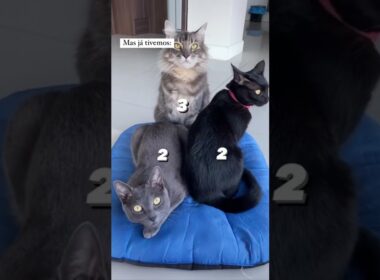 O tempo tá passando rápido demais 😭 | #shorts | #gatos