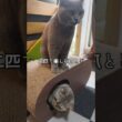 二匹で楽しめる爪とぎ