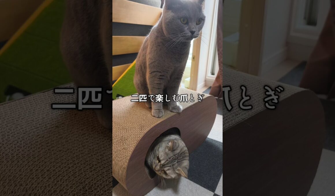 二匹で楽しめる爪とぎ