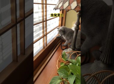虫発見‼︎ #ロシアンブルー #猫 #cat