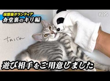 子猫に遊び相手を用意したら反応が面白すぎた【保護猫ボランティア・食堂裏のキリ編２２】／ #猫 #保護猫 #子猫