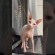 和音で鳴く猫wアレクサンドラ【スフィンクス】