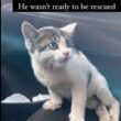 「立つことさえできなかった」下半身麻痺の保護猫ミルー　懸命なリハビリの末に見せた歩行姿に反響 | LIMO | くらしとお金の経済メディア