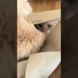 目が合った瞬間の気まずさｗ😅【サイベリアン・ずんだ・こしあん】  #shorts #サイベリアン #猫 #kirari