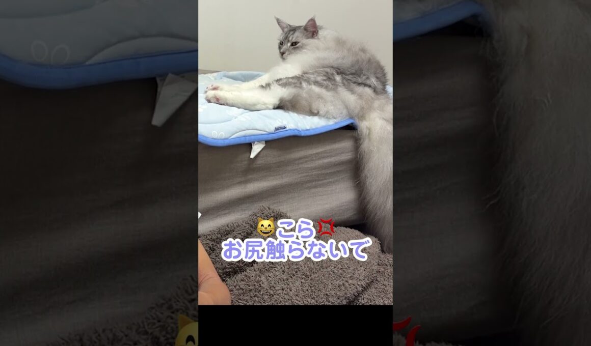 大型猫のお尻を触って怒られる。早く寝ようよ#shorts