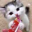 ちゅーるを食べてる子猫つくしが可愛すぎた件