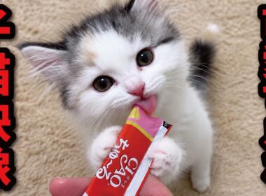 ちゅーるを食べてる子猫つくしが可愛すぎた件