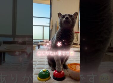 【ロシアンブルー】めろん...近頃のおねだりベル🛎️集めてみました🤗【猫】#shorts
